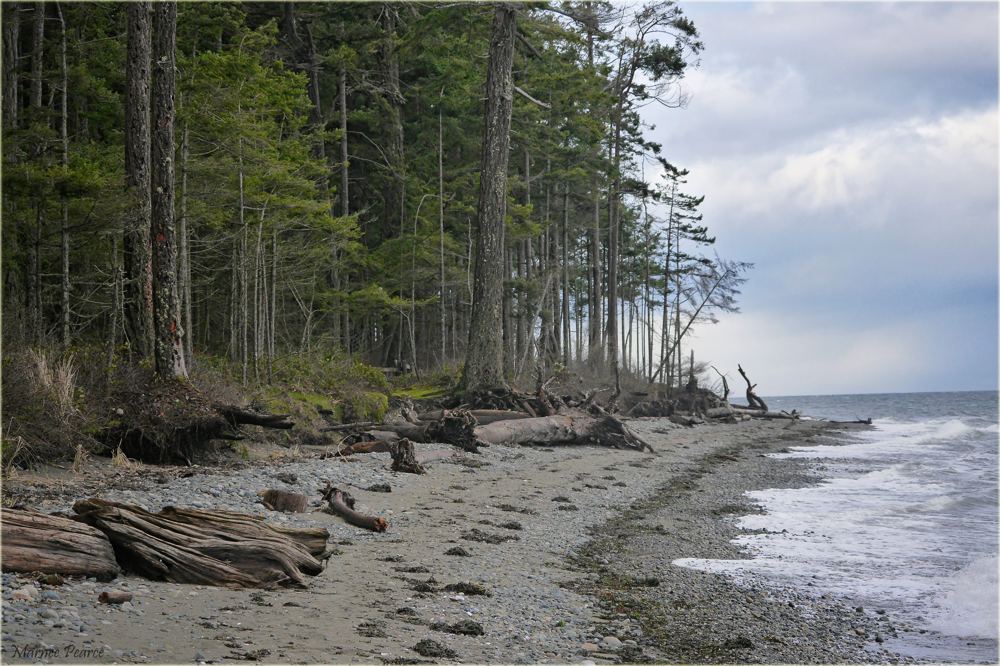 Tidal flats and forest edge at Rathtrevor Beach
