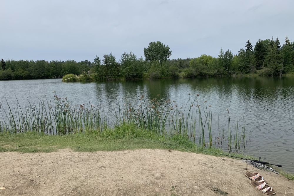 Cardiff Park Pond