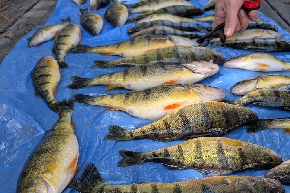 Fish On Fishing Guides, Lake Simcoe