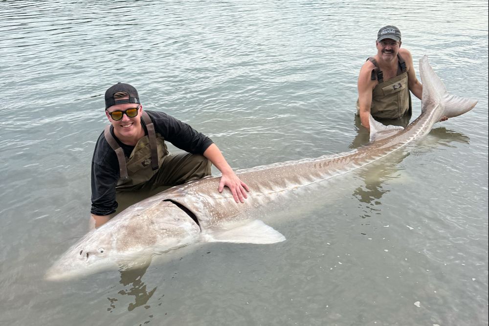 Mainlanders SportFishing Sturgeon fishing B.C.