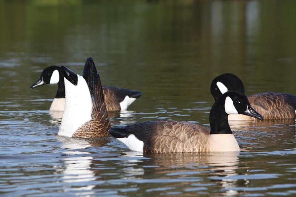 Canadian Waterfowl Supplies