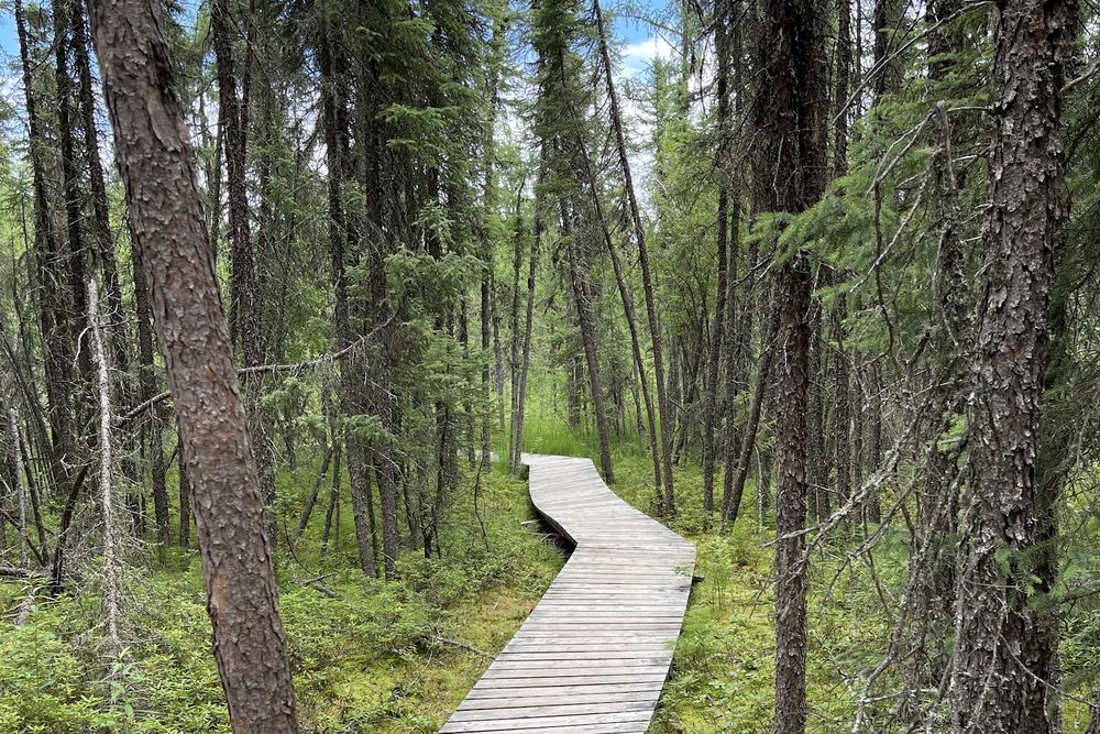 Boundary Bog Trail