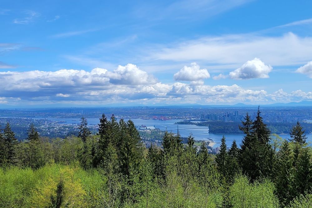 Cypress Lookout