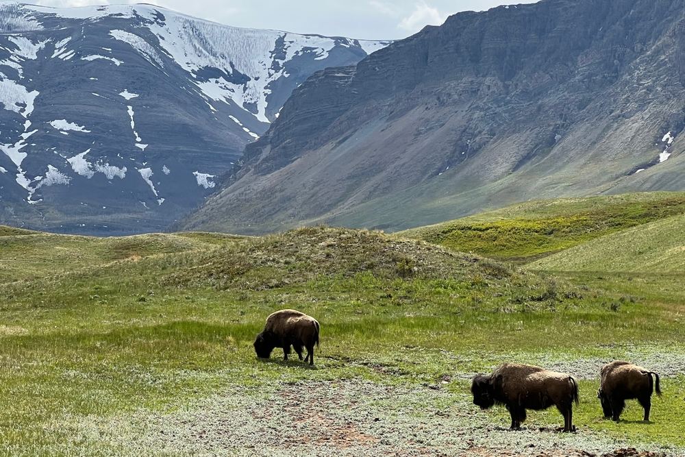 Waterton Lakes National Park Bison Paddock