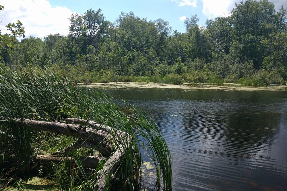 Windy Ridge Conservation Area