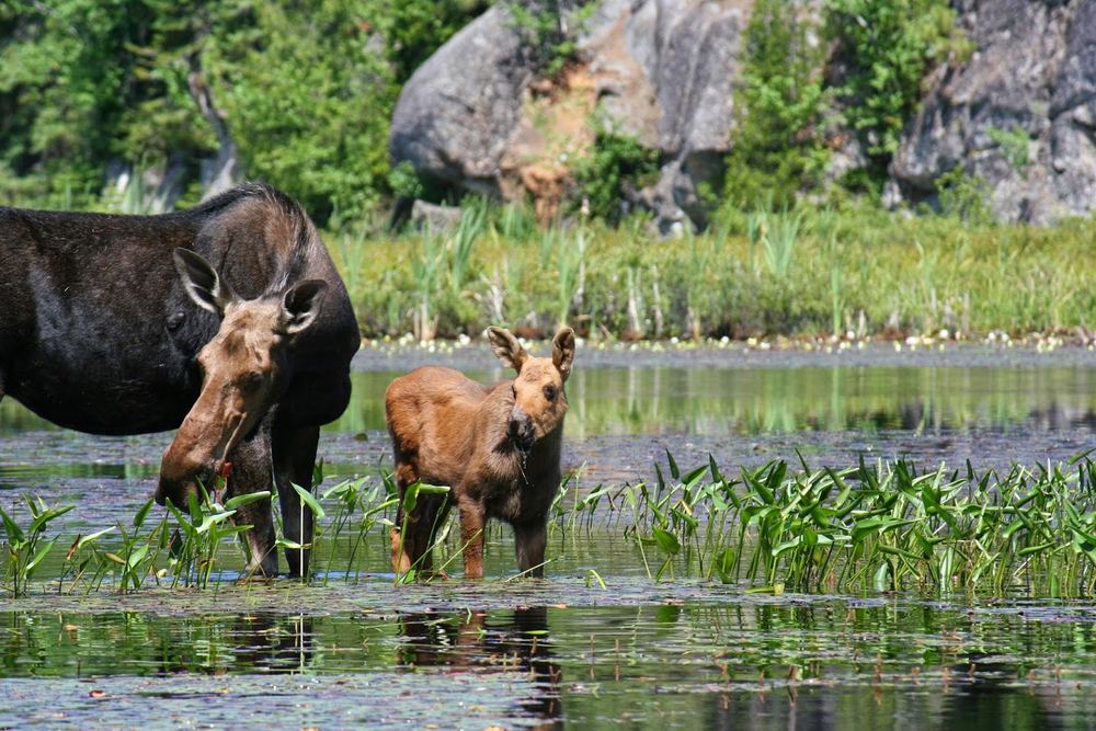 Canoe Algonquin